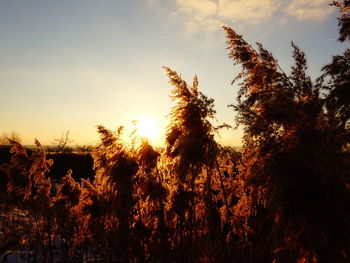 Silhouette trees against sky at sunset