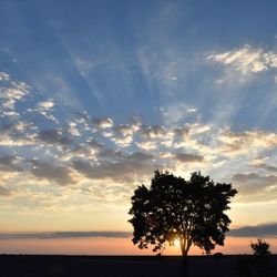 Silhouette of trees at sunset