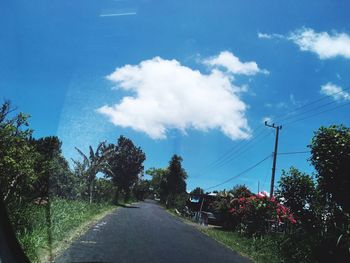 Surface level of road along trees