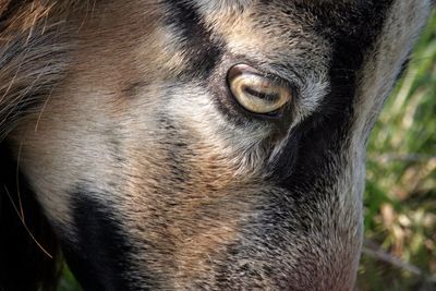 Close-up of a goat's eye
