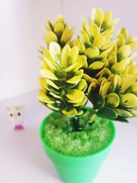 Close-up of yellow flowers on table