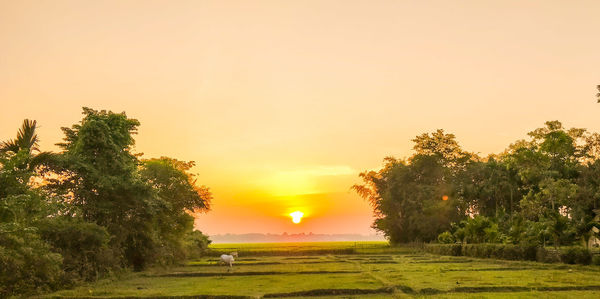 Trees on field against sky during sunset