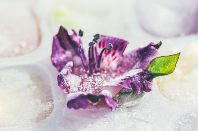 Close-up of purple flowering plant