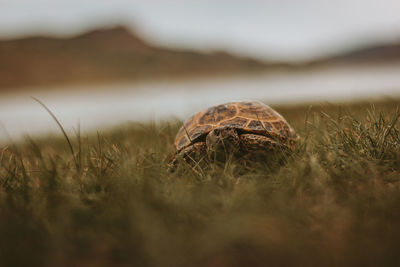 Close-up of snail on field