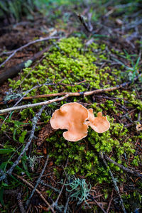 Close-up of mushrooms on field