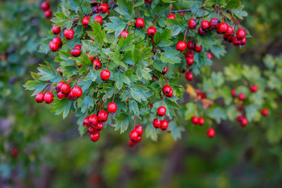 Close-up of fruits growing on tree