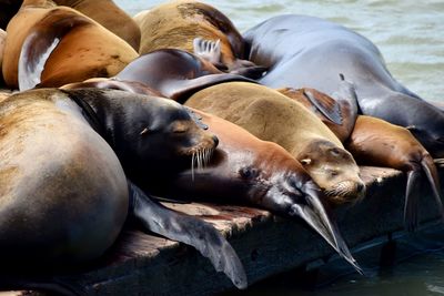 High angle view of sea lion resting