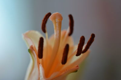 Close-up of red rose flower