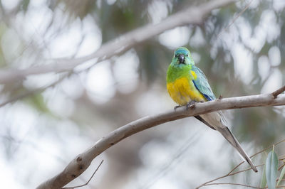 Bird perching on branch