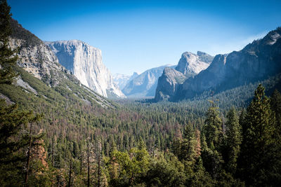 Scenic view of pine trees and mountains against clear sky