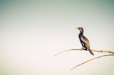 Bird perching on branch against clear sky