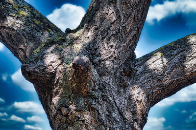 Close-up of tree trunk against sky