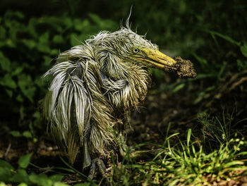 Close-up of water bird on field