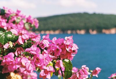 Flowers nearby bosphorus