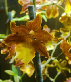 Close up of yellow flower