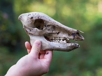 Close-up of hand holding deer skull