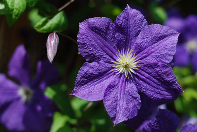 Close-up of purple flower blooming outdoors