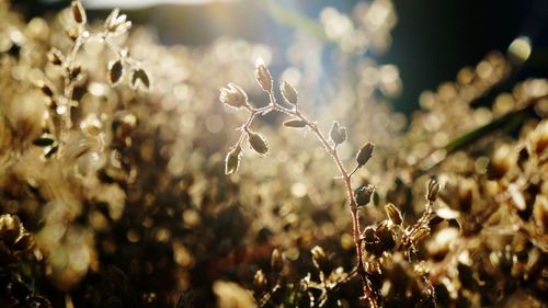 Close-up of plants growing on field