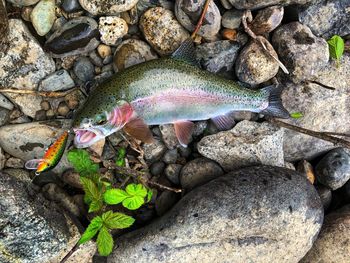 High angle view of dead fish on rock