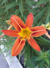 Close-up of day lily blooming outdoors