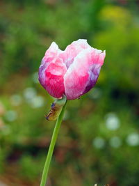 Close-up of pink flowers