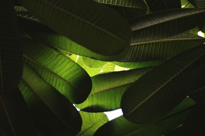 Close-up of green leaves