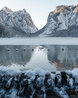 Swan swimming in lake against snowcapped mountains