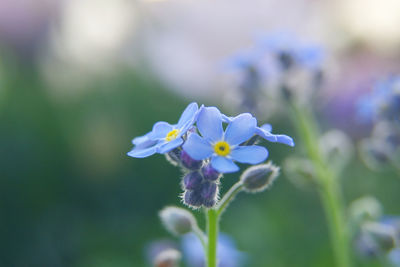 Close-up of purple flowering plant on field