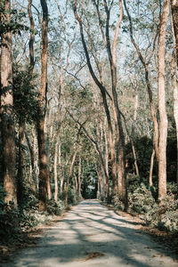 Road amidst trees in forest