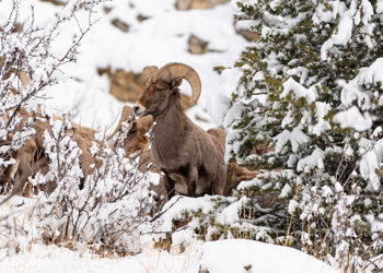 View of sheep on snow covered land