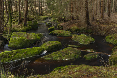 Scenic view of stream in forest