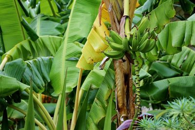 Close-up of a plant