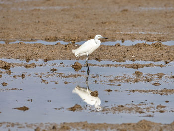 Little egret, egretta garzetta, in the marsh of the albufera of valencia, spain