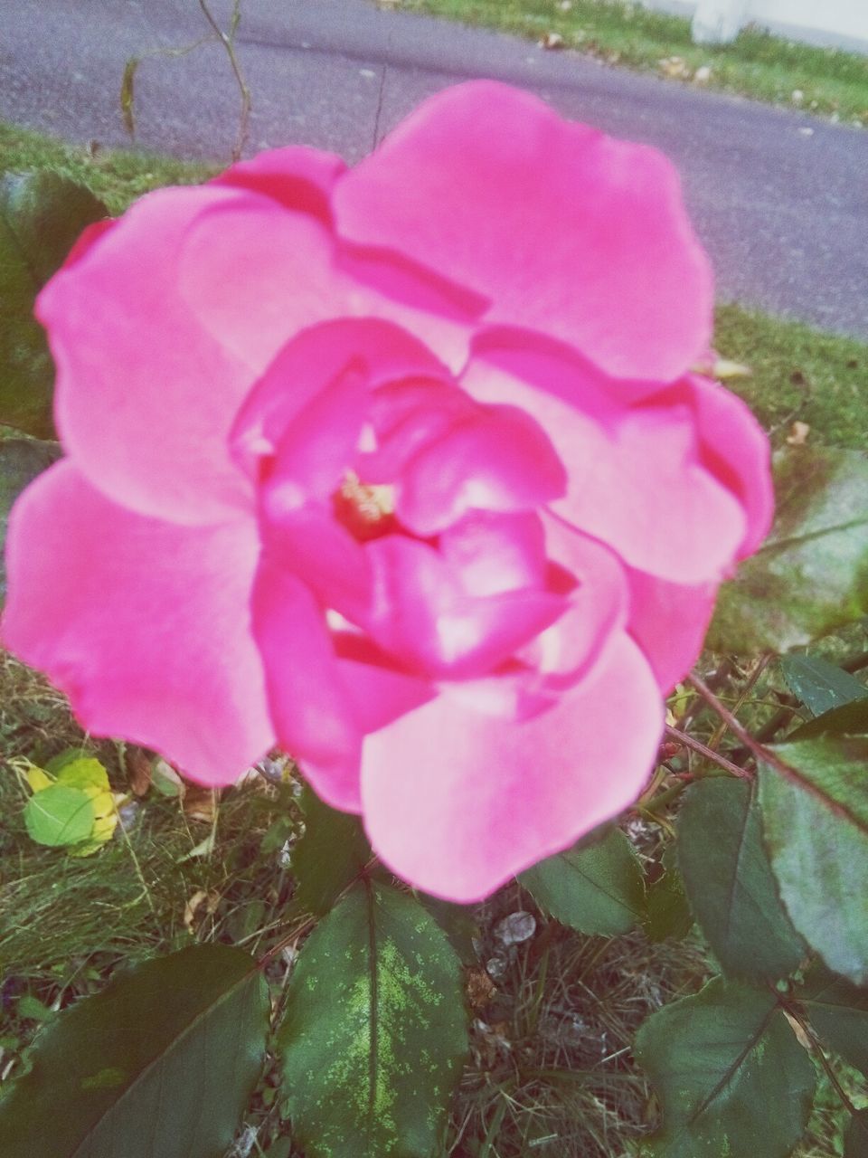 HIGH ANGLE VIEW OF PINK ROSES BLOOMING IN PARK