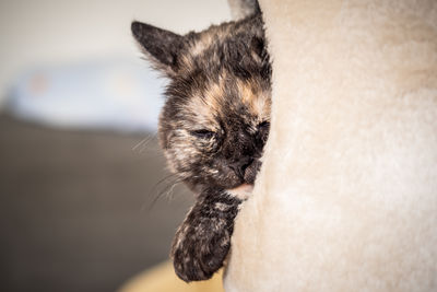 Close-up of a cat