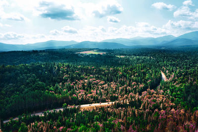 Plants growing on land against sky