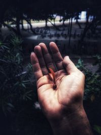 Cropped image of woman holding seedling in hand