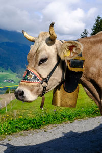 Horse on field against sky