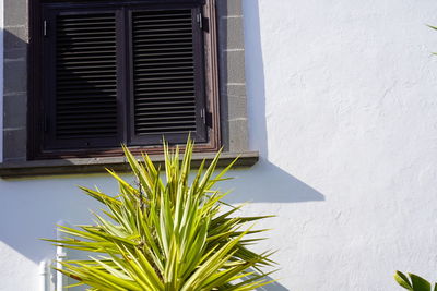 Close-up of potted plant against window of building