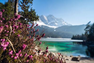 Close-up of pink flowering plants with lake and mountain in background