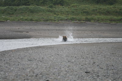 View of horse on road by sea