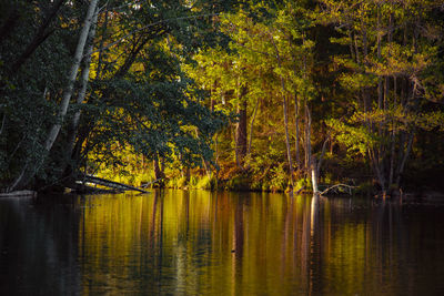 Scenic view of lake in forest during autumn