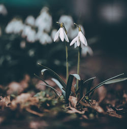 Close-up of white flowering plant