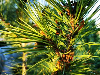 Close-up of pine tree