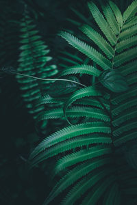 High angle view of fern leaves on tree