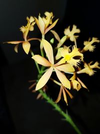 Close-up of flowers over black background