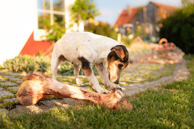 View of a dog on field