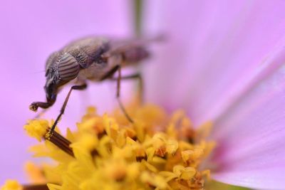 Close-up of bee on flower