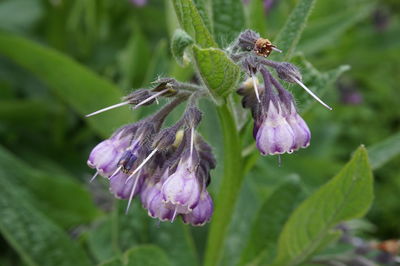 Close-up of purple flowers