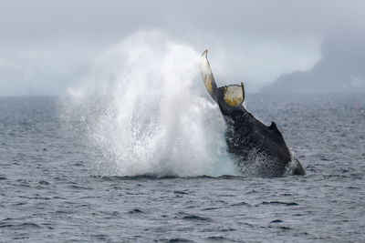 Humpback whale breaching the surface, palmer archipelago, off the coast of the antarctic peninsula.